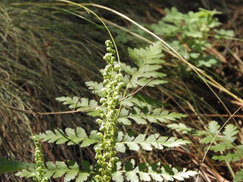 Anemia australis photo 7