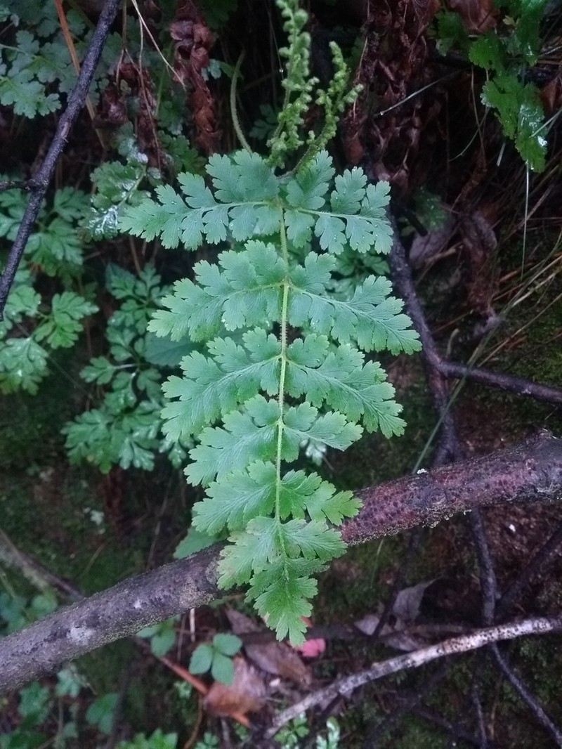 Anemia australis photo 8