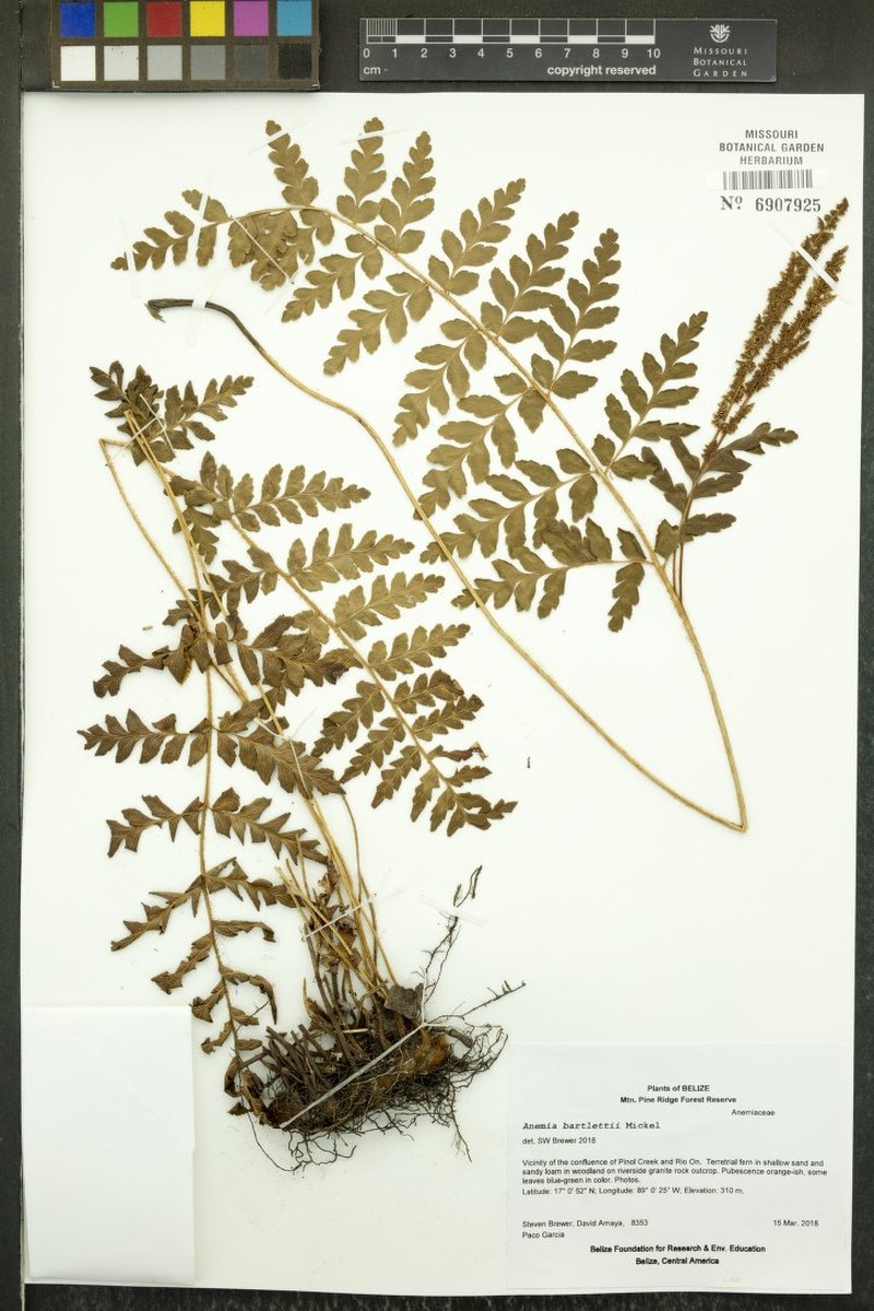 Anemia bartlettii photo 2