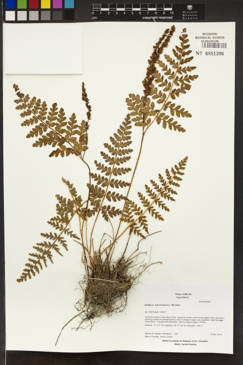 Anemia bartlettii photo 3