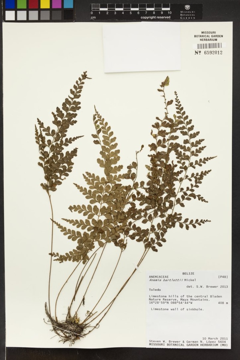 Anemia bartlettii photo 4