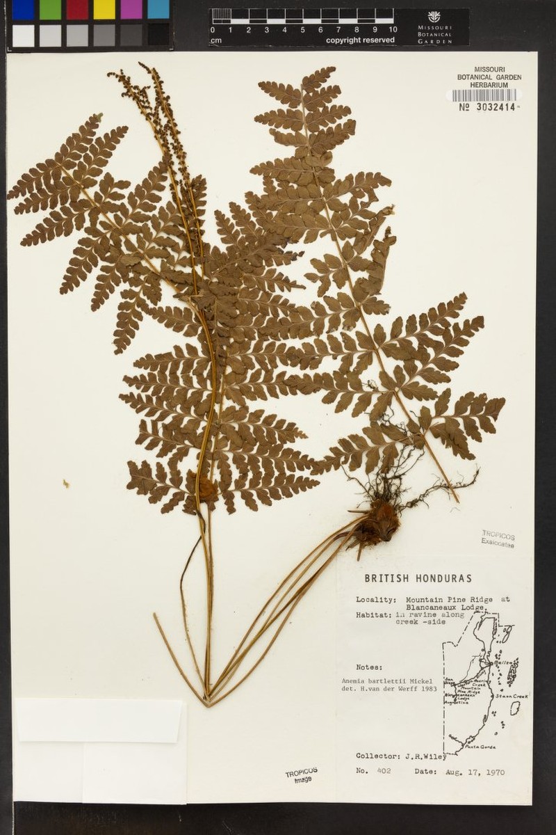 Anemia bartlettii photo 5