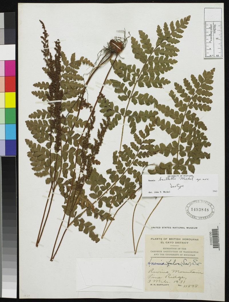 Anemia bartlettii