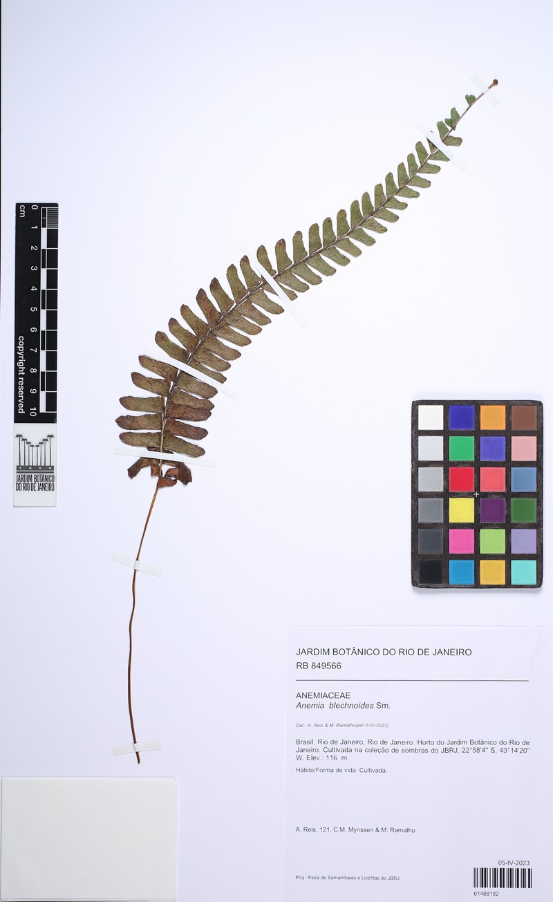 Anemia blechnoides