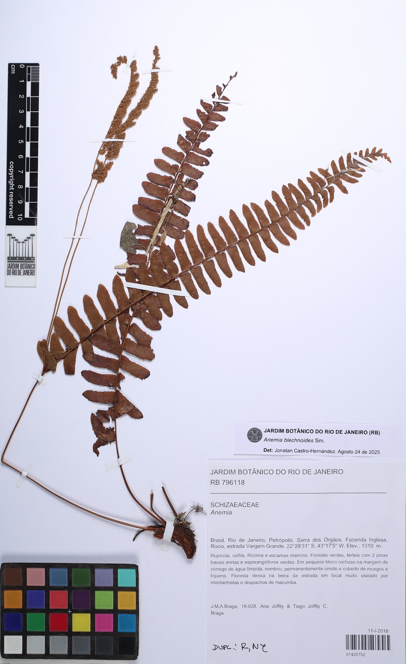 Anemia blechnoides photo 2