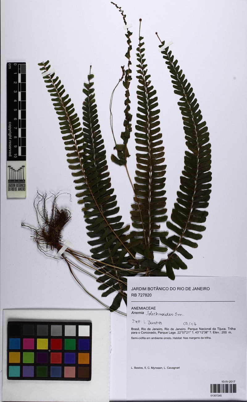 Anemia blechnoides photo 3