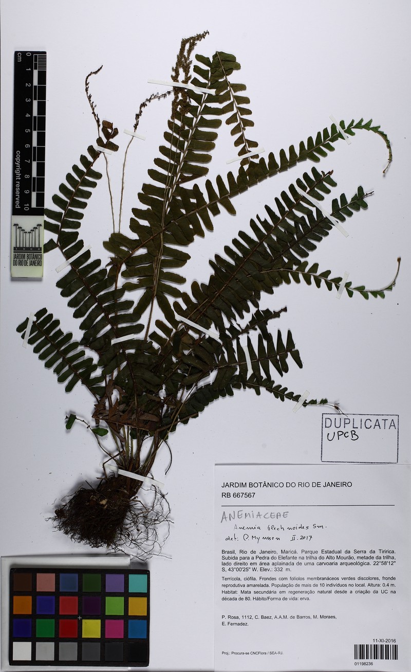 Anemia blechnoides photo 4