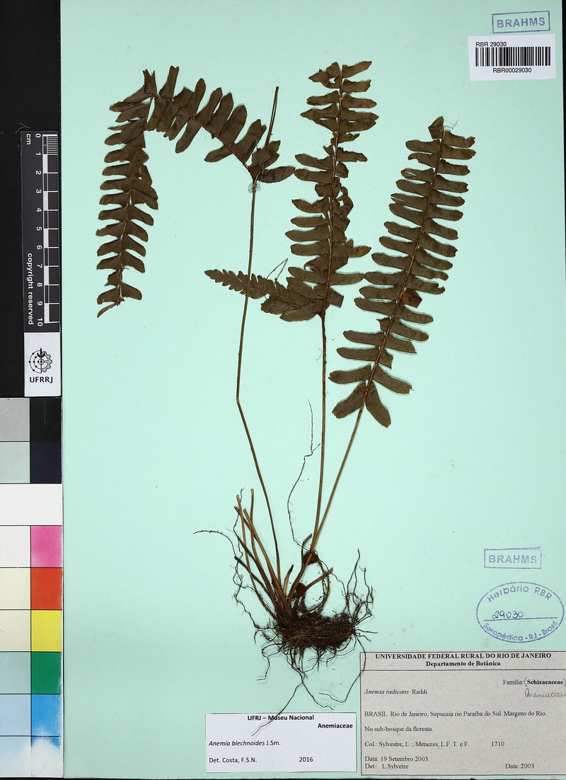 Anemia blechnoides photo 5