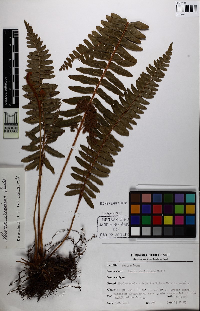 Anemia blechnoides photo 6