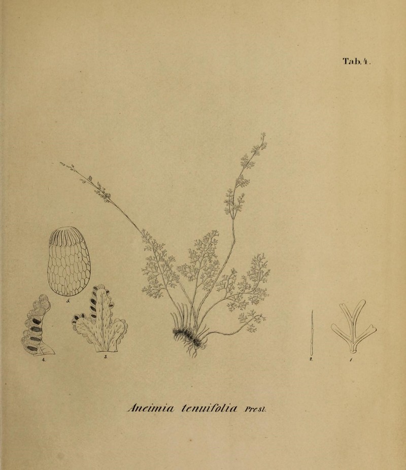 Anemia buniifolia