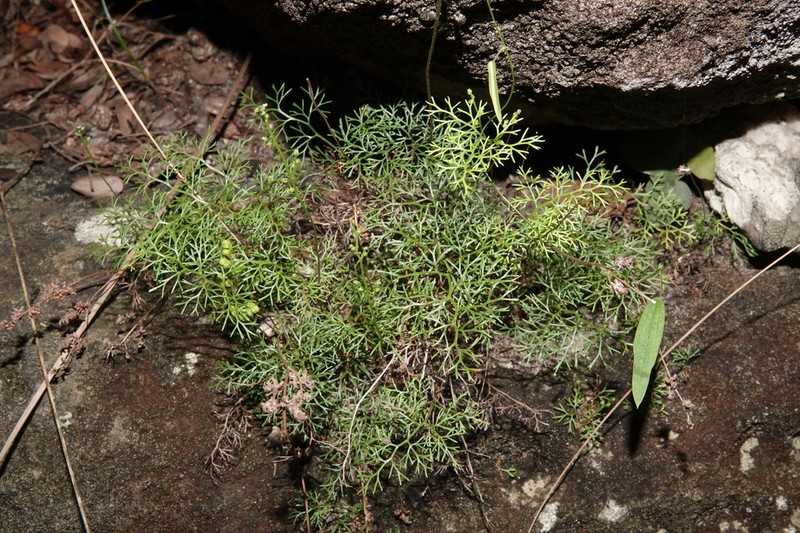 Anemia buniifolia