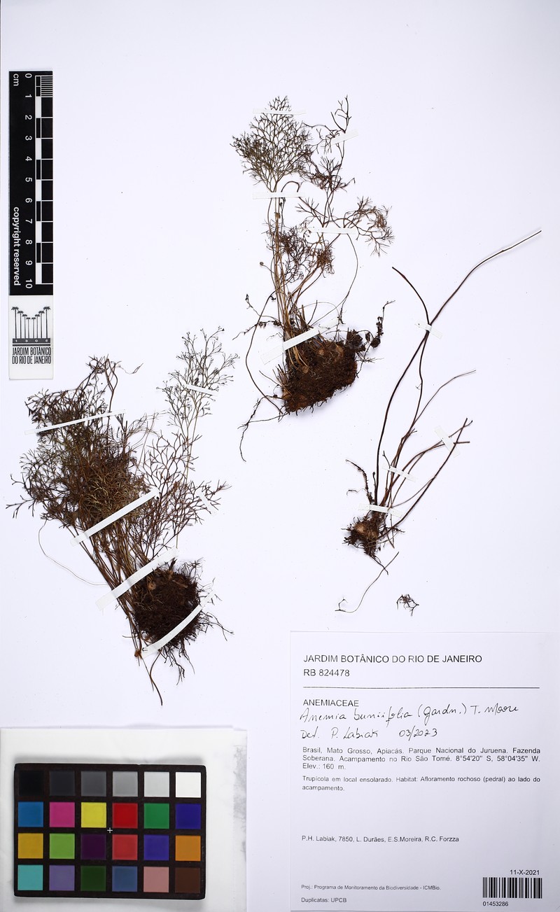 Anemia buniifolia photo 2