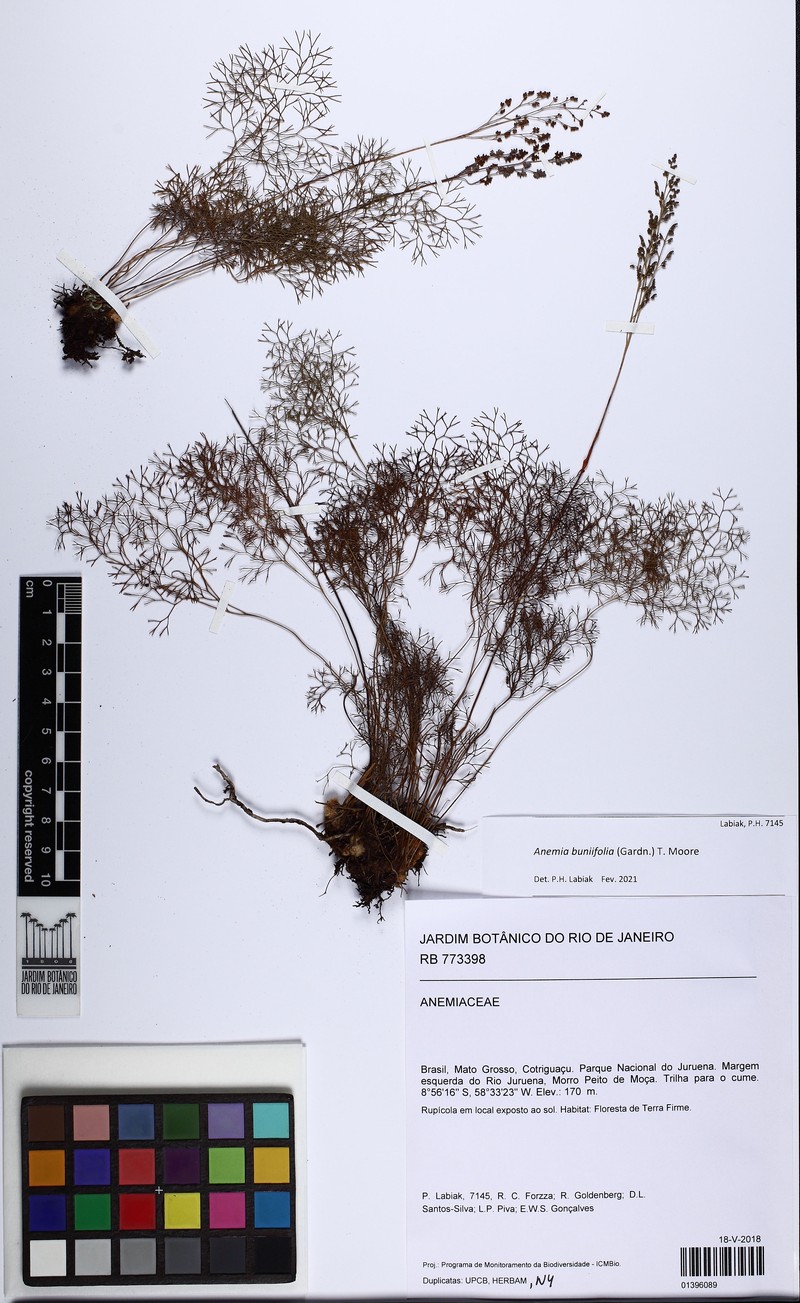 Anemia buniifolia photo 3