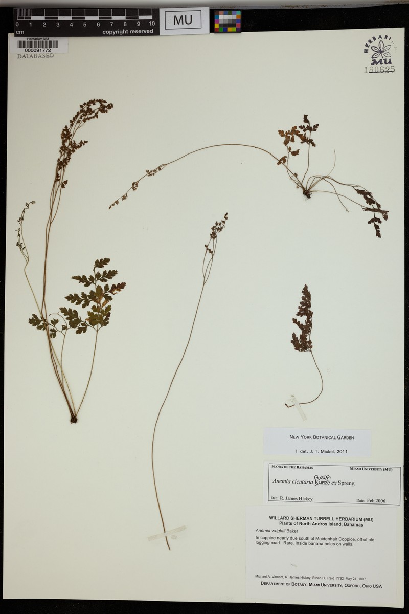 Anemia cicutaria