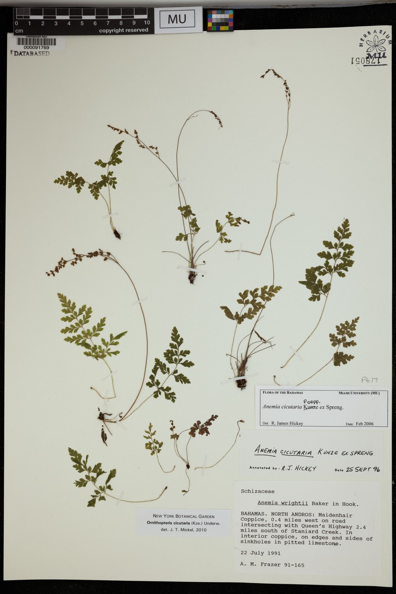 Anemia cicutaria photo 2
