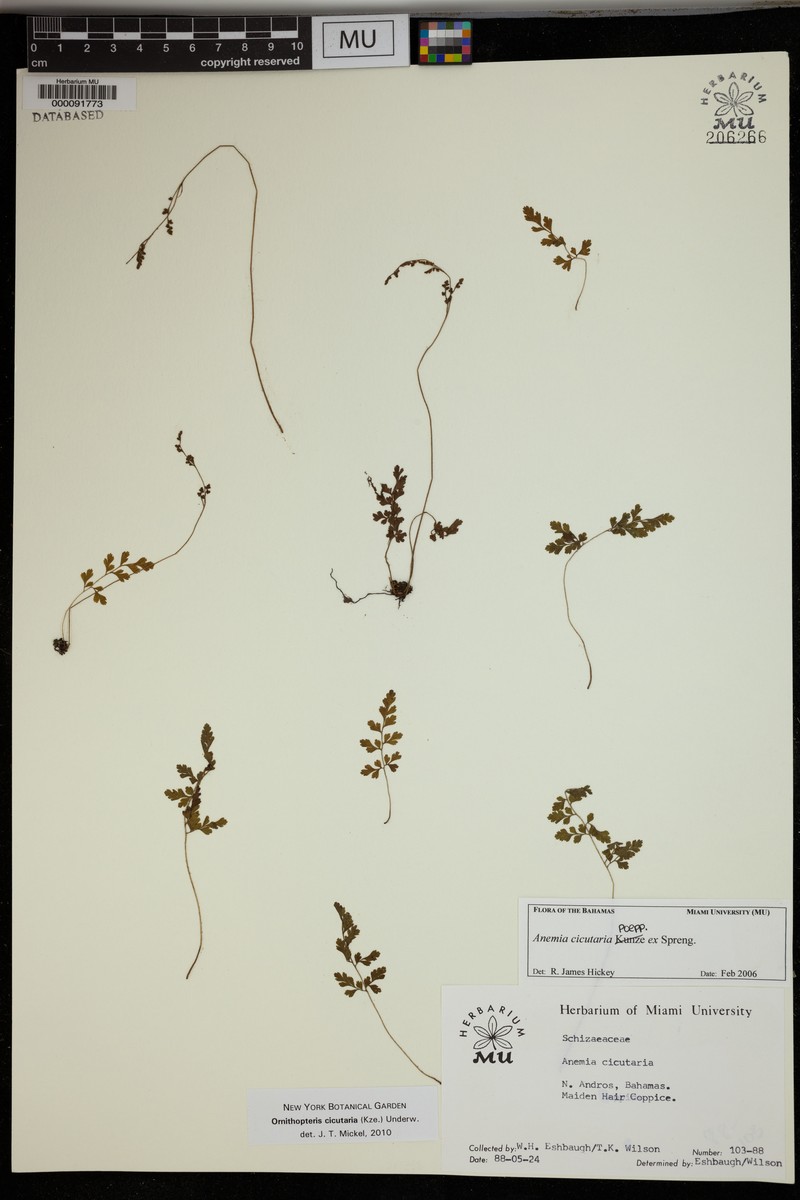 Anemia cicutaria photo 3