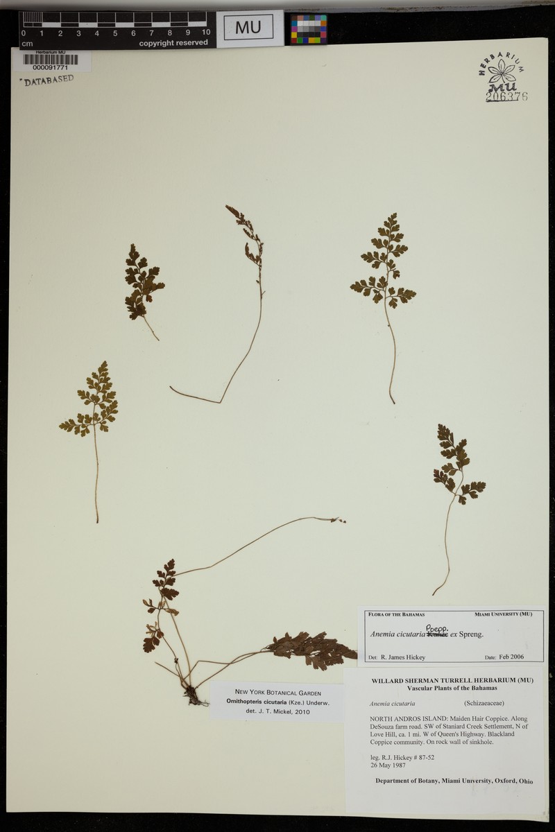 Anemia cicutaria photo 4