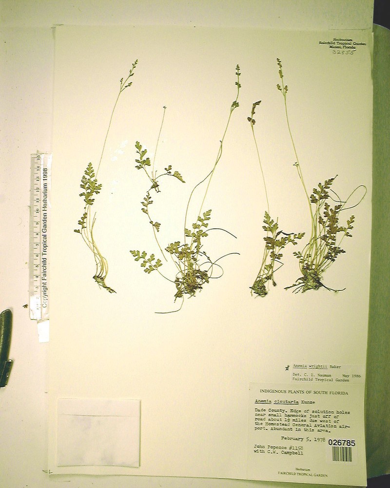 Anemia cicutaria photo 5