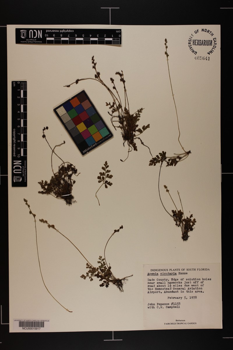 Anemia cicutaria photo 6