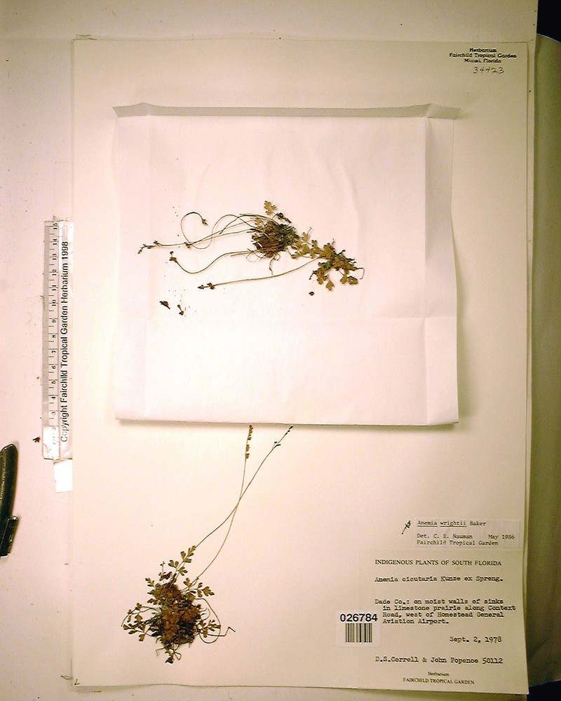Anemia cicutaria photo 7