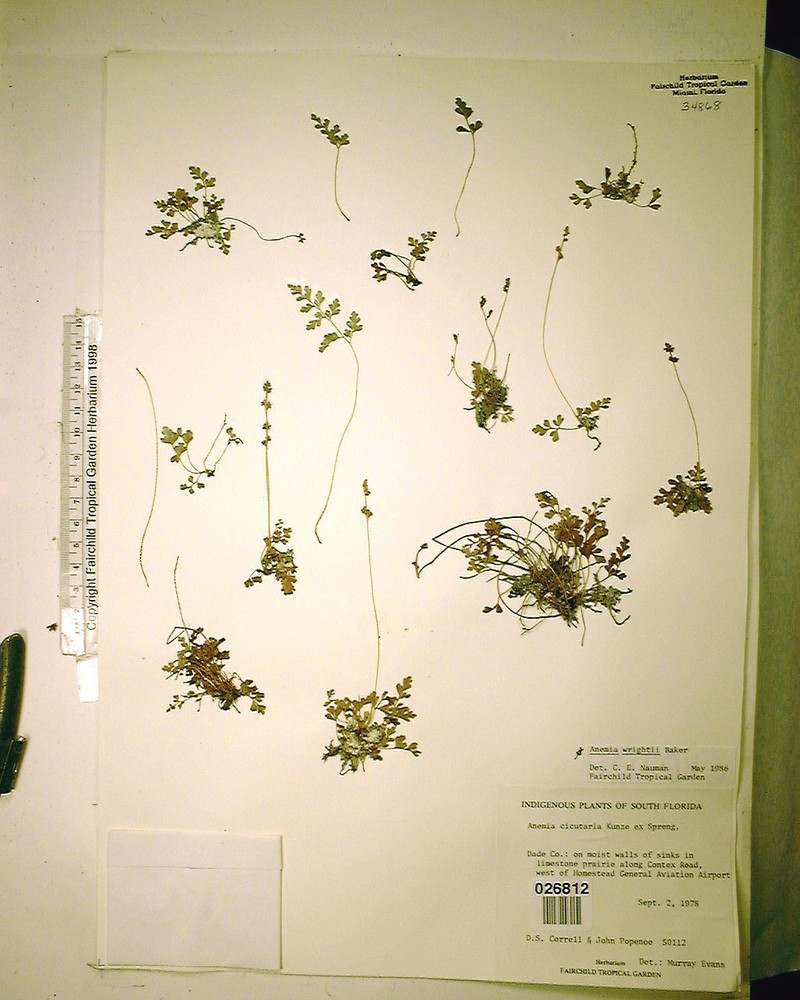 Anemia cicutaria photo 8