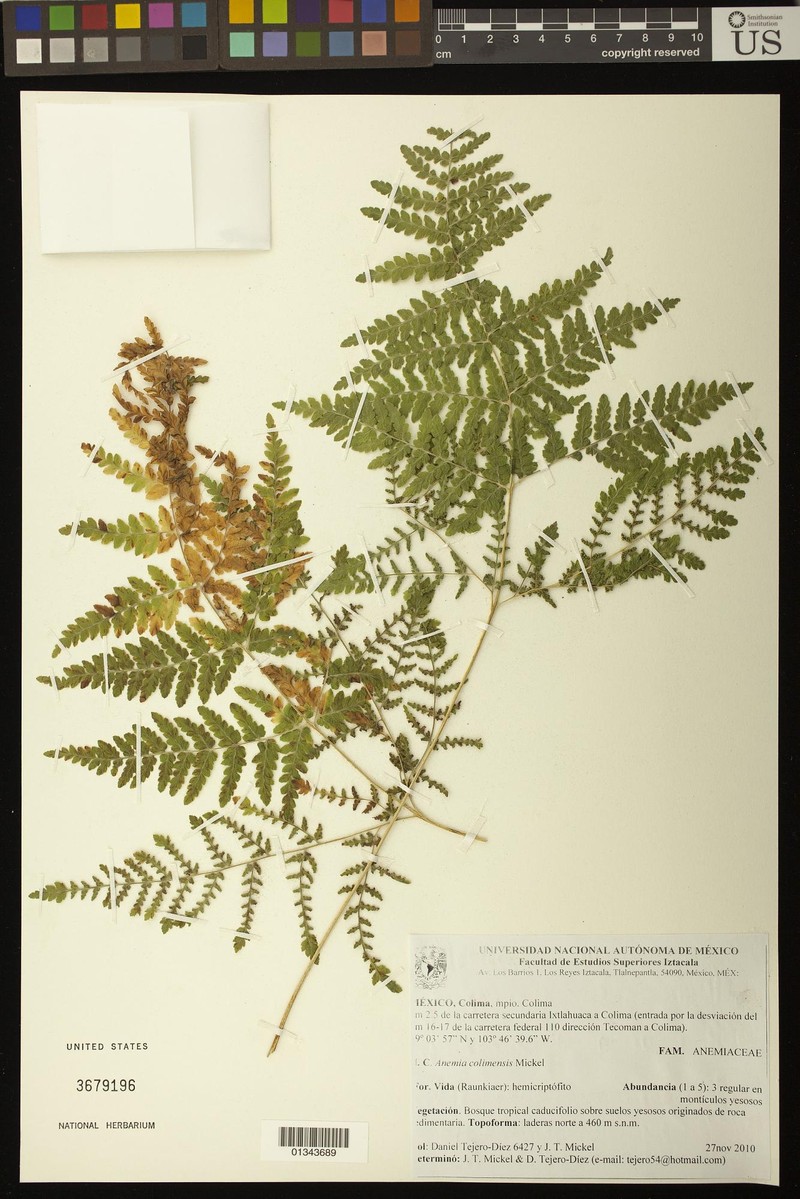 Anemia colimensis photo 2