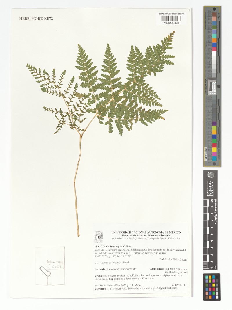 Anemia colimensis photo 3