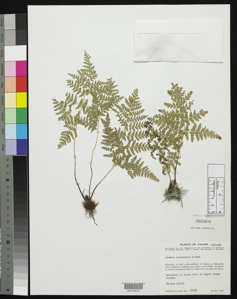 Anemia colimensis