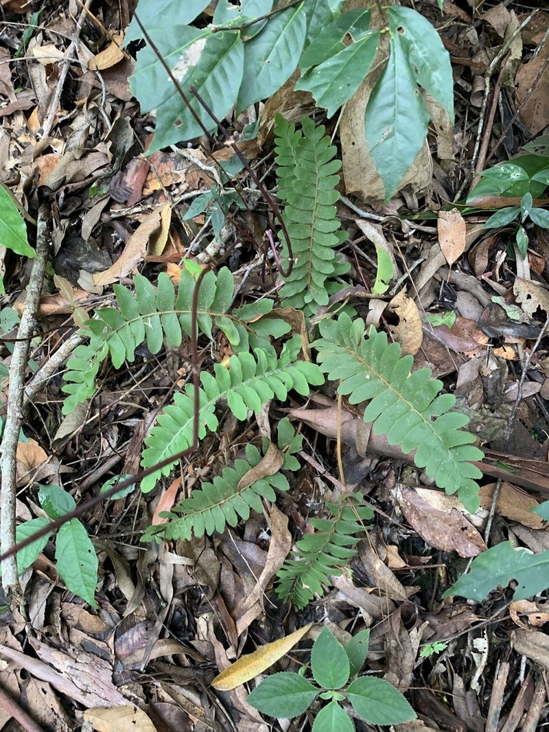 Anemia collina
