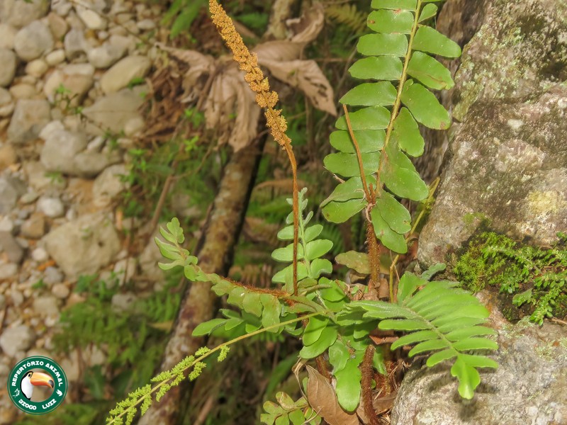 Anemia collina photo 7