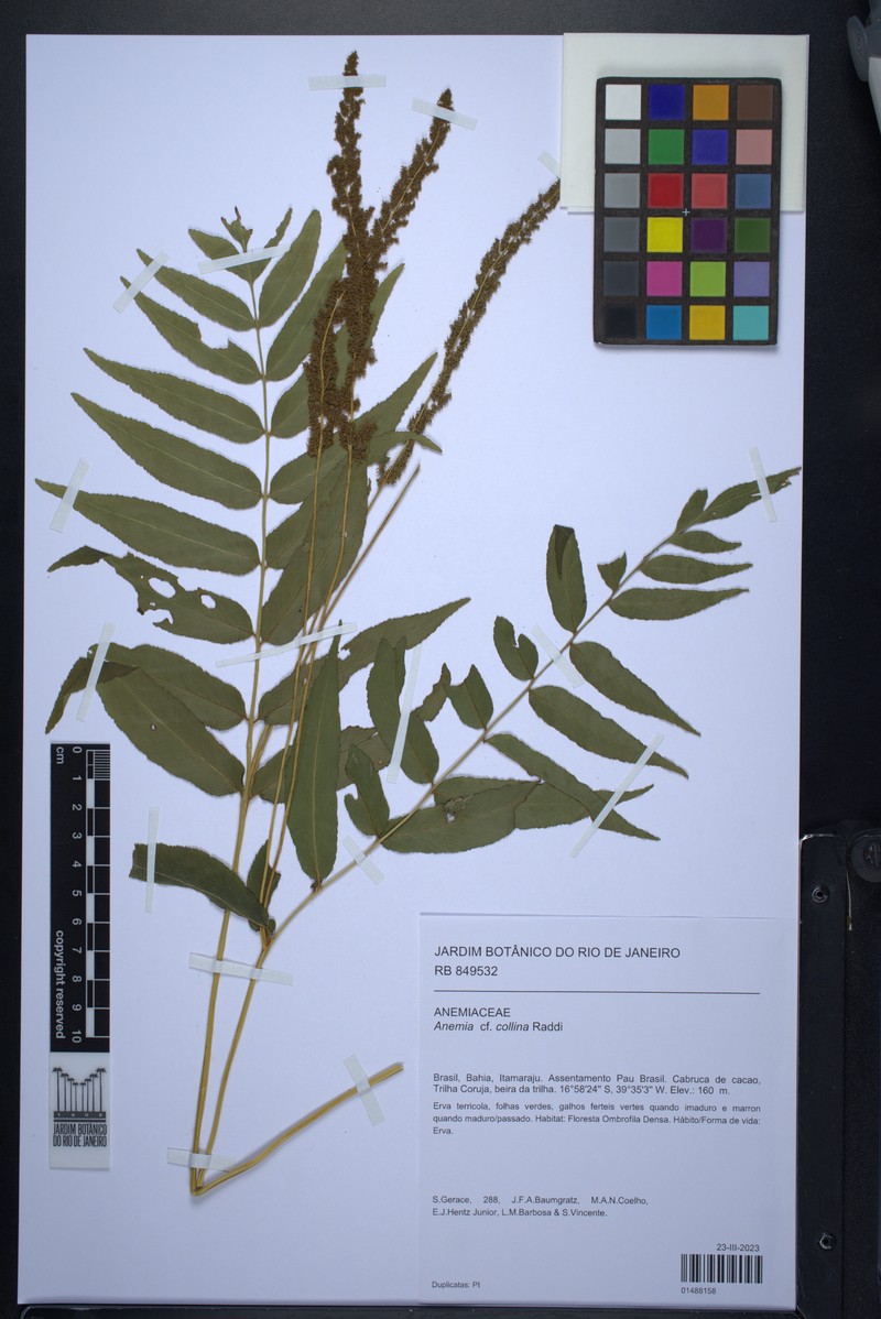 Anemia collina