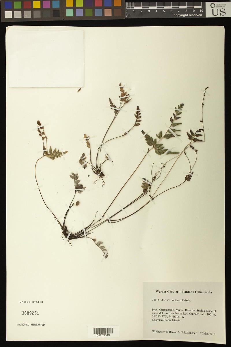 Anemia coriacea photo 2