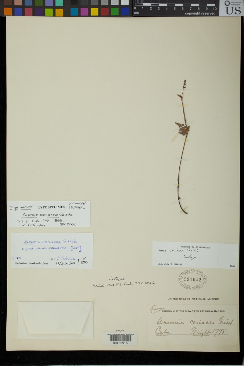 Anemia coriacea