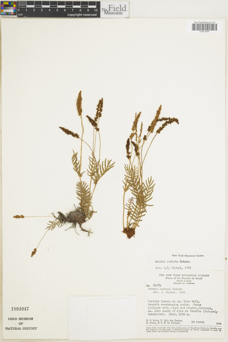 Anemia costata