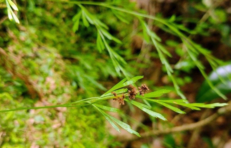Anemia cuneata