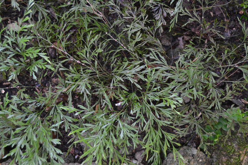Anemia cuneata photo 2