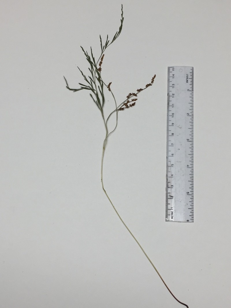 Anemia cuneata photo 3