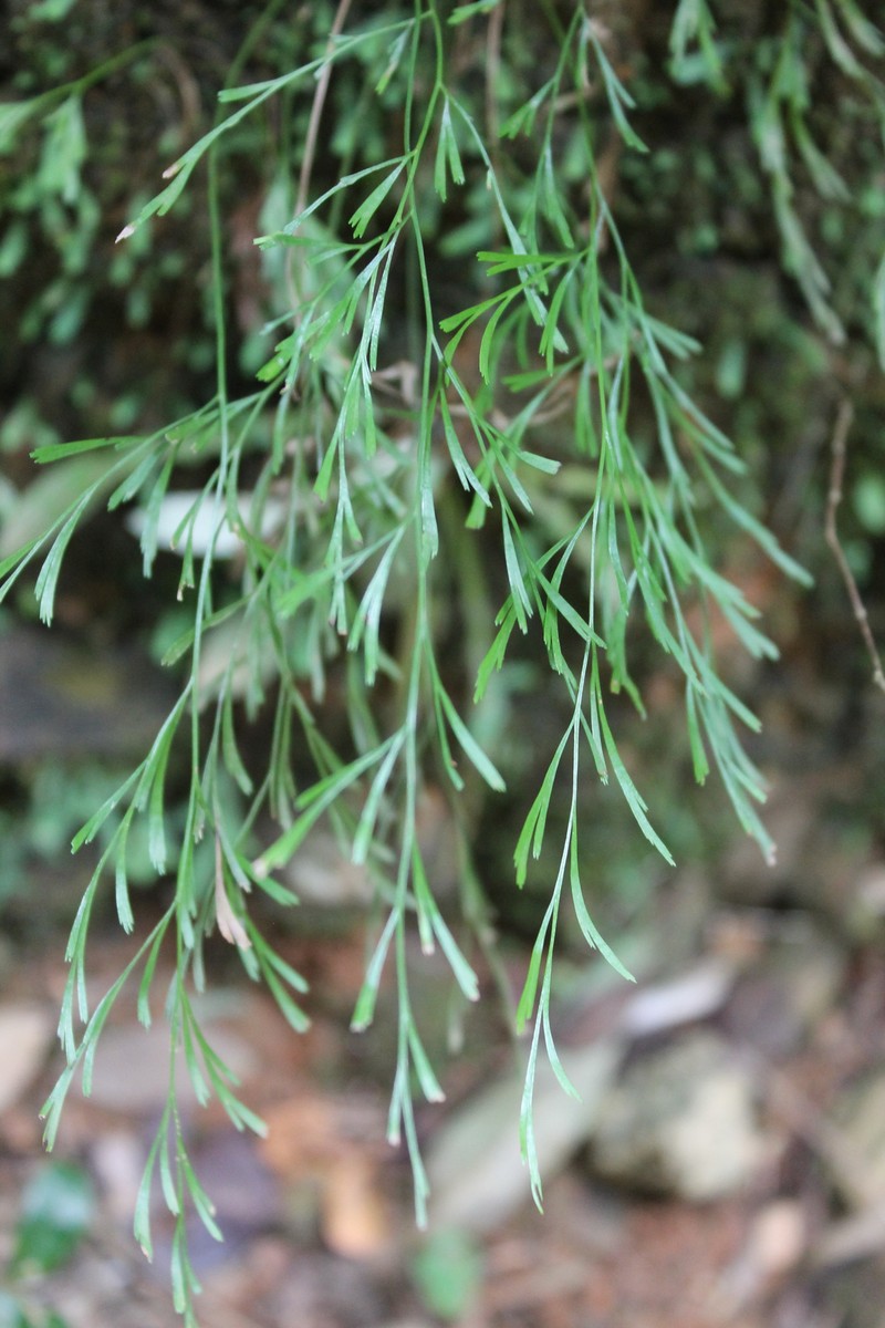 Anemia cuneata photo 6