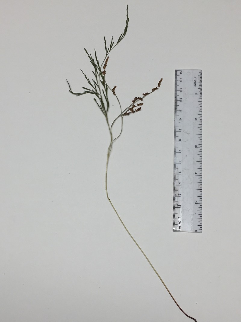 Anemia cuneata photo 7