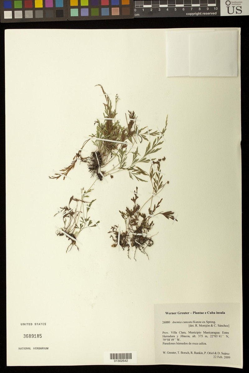 Anemia cuneata photo 8