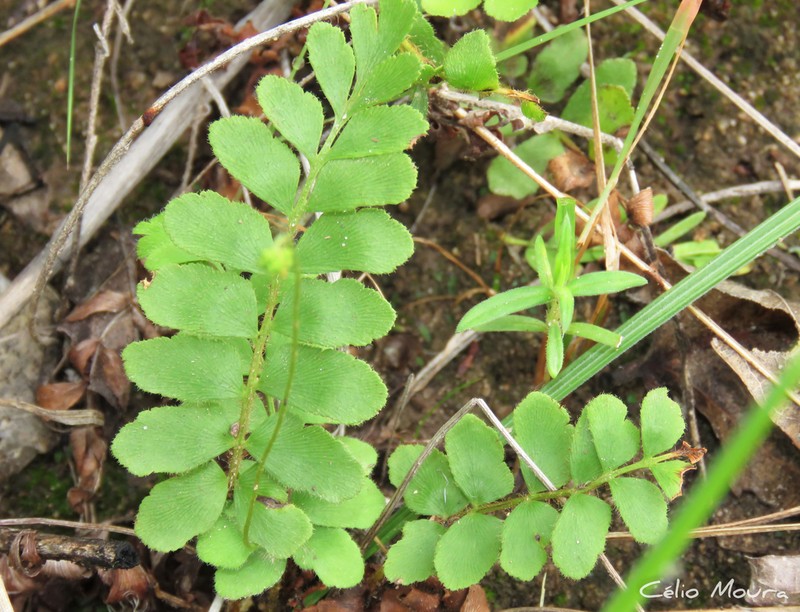 Anemia dentata photo 5