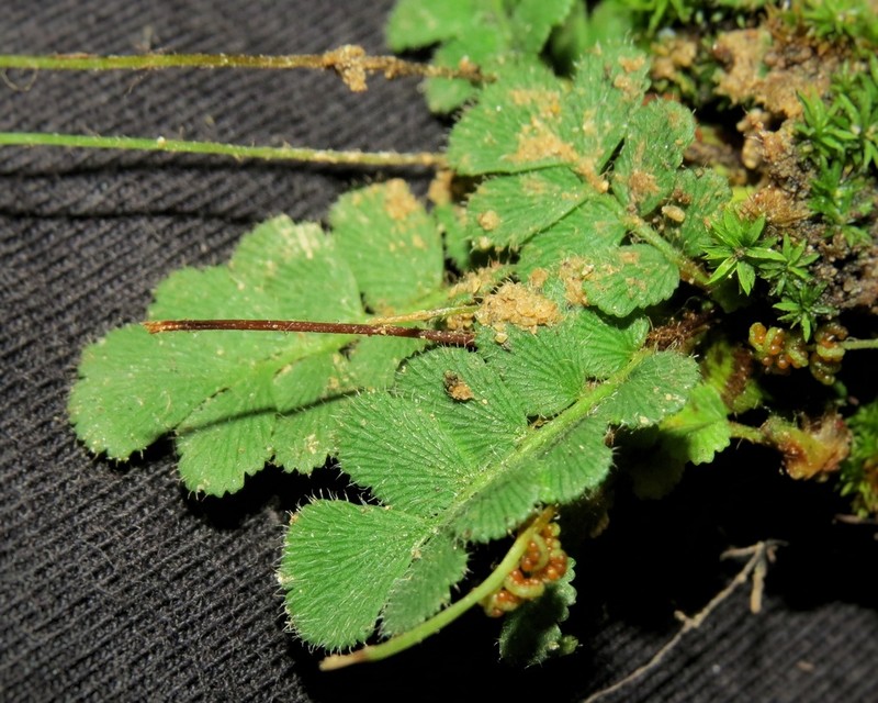 Anemia dentata