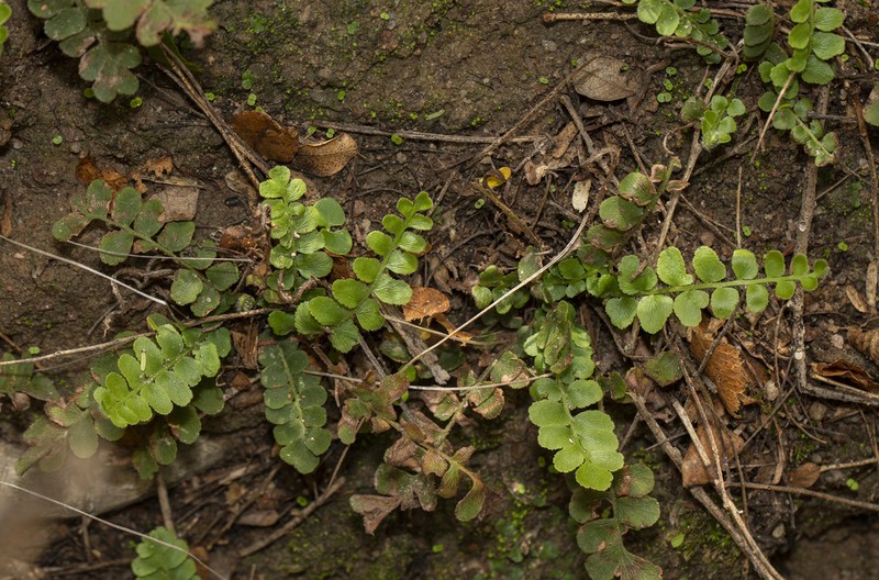 Anemia dentata photo 2