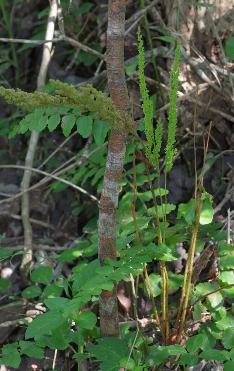 Anemia dregeana photo 3
