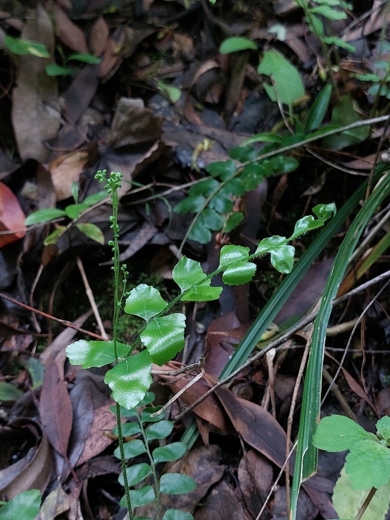 Anemia dregeana photo 7
