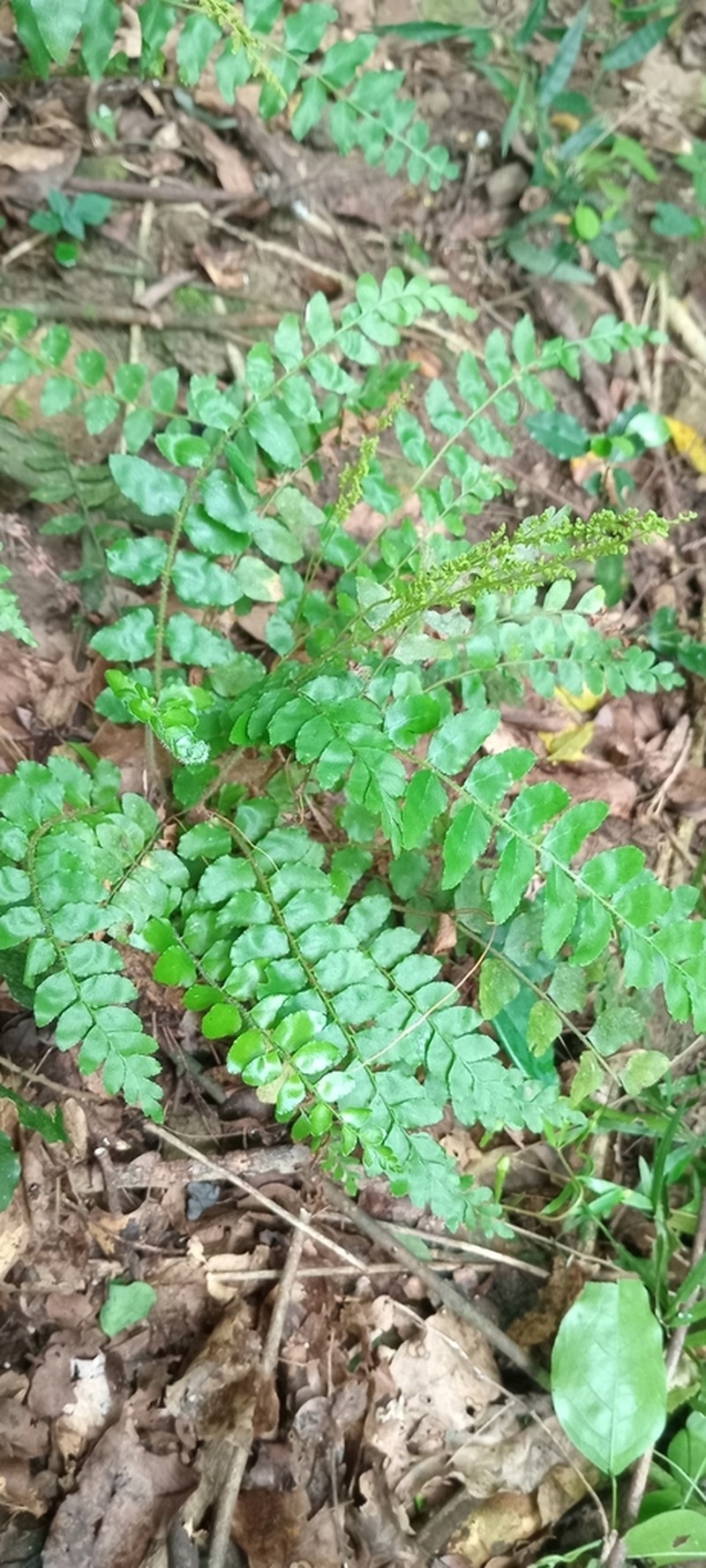Anemia dregeana