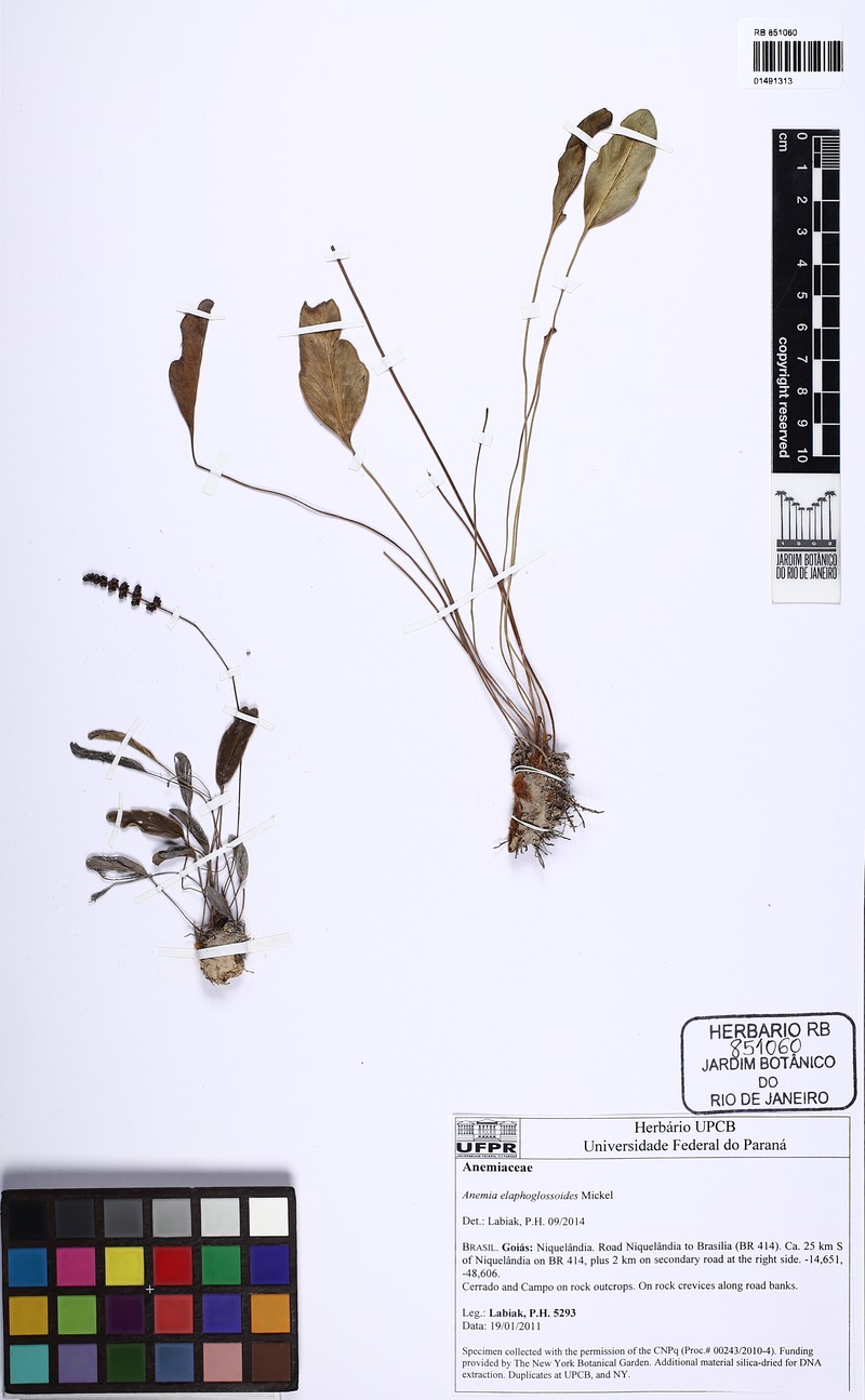 Anemia elaphoglossoides