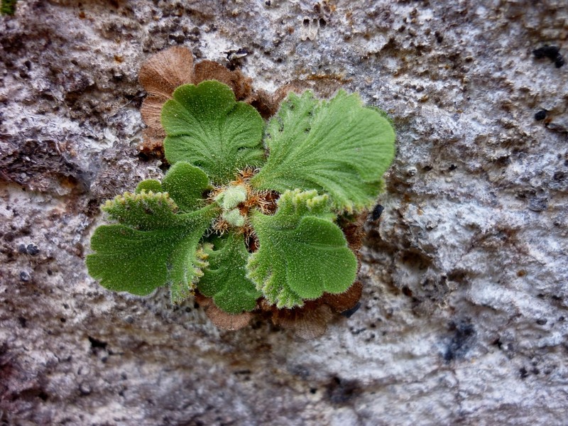 Anemia elegans