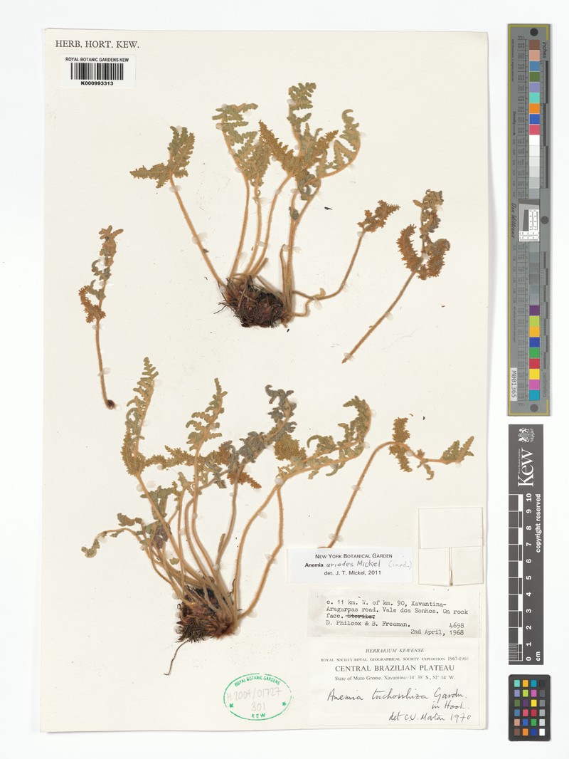 Anemia eriodes