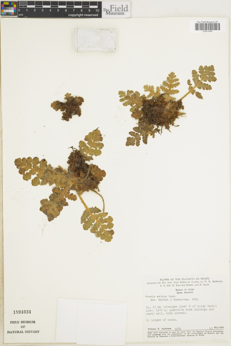 Anemia eximia